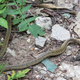 Una serpiente kukri, que ha entrado en contacto con el veneno del sapo, se ve frotándose contra hojas y rocas para eliminar la toxina de su cabeza. El sapo saltó a varios metros de distancia, pero luego fue capturado de nuevo.
